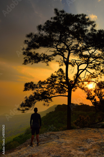 Silhouette of pine tree at sunrise