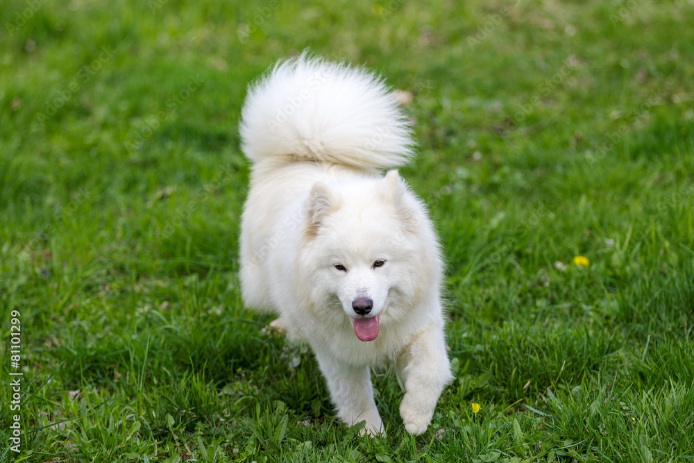 Samoyed dog in the garden Samoyed dog in the garden