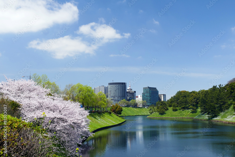 東京桜の名所　皇居前　内堀　桜田濠　満開のソメイヨシノと新緑　青空