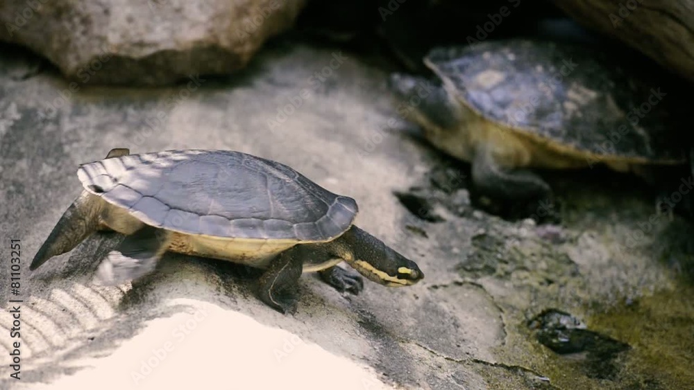Mary River Turtle at the zoo in the late afternoon. Mary River Turtle at the zoo in the late afternoon.