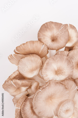 oyster mushroom on white paper background