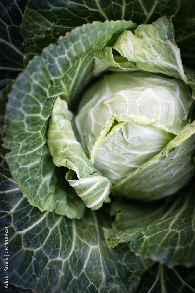 Cabbage Cabbage