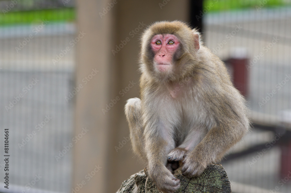 Naklejka premium monkey