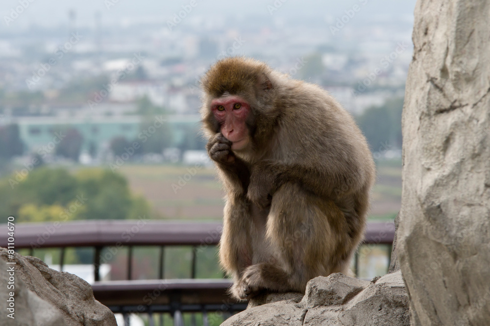 Naklejka premium monkey