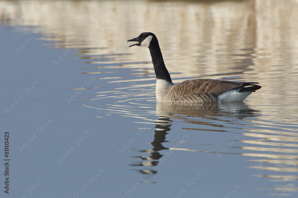 Canada Goose calling in early spring with reflection of Lake Hur Canada Goose calling in early spring with reflection of Lake Hur