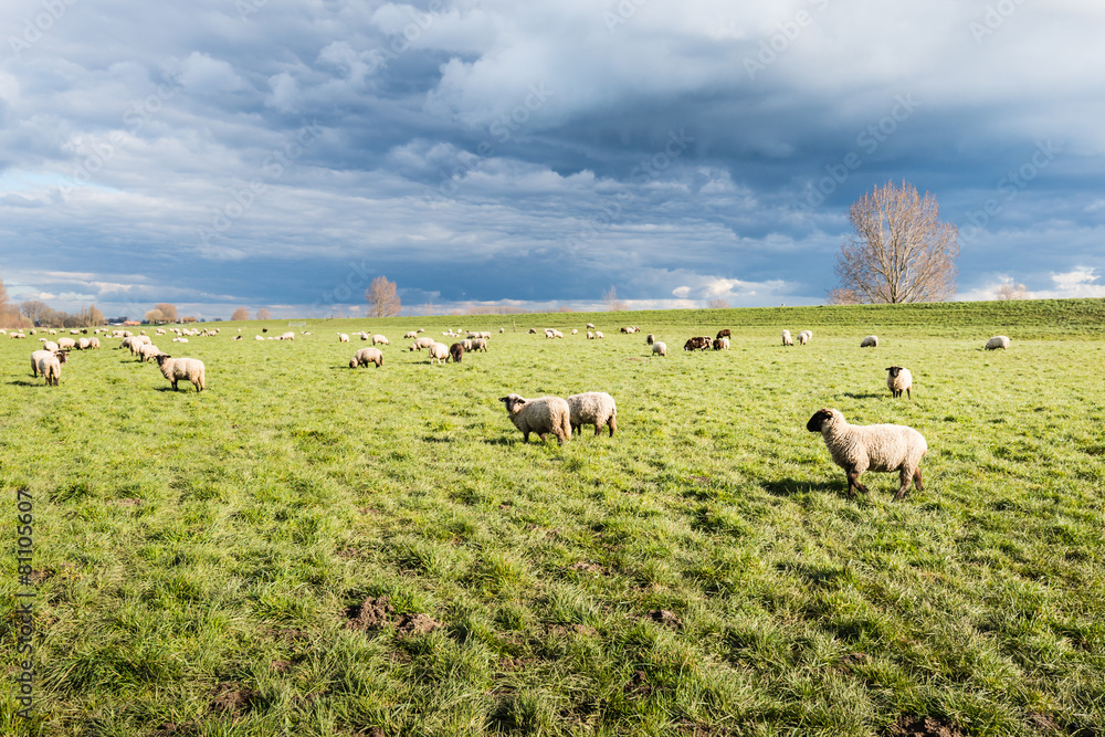 Obraz premium Grazing sheep on pasture next to a dike