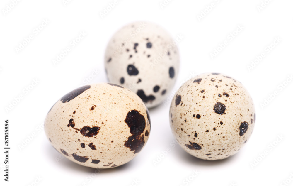 quail eggs quail eggs