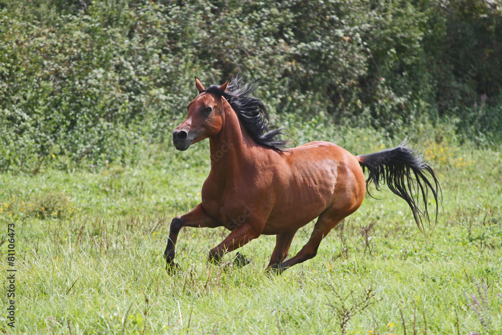 Fototapeta premium Etalon pur sang arabe, cheval en liberté