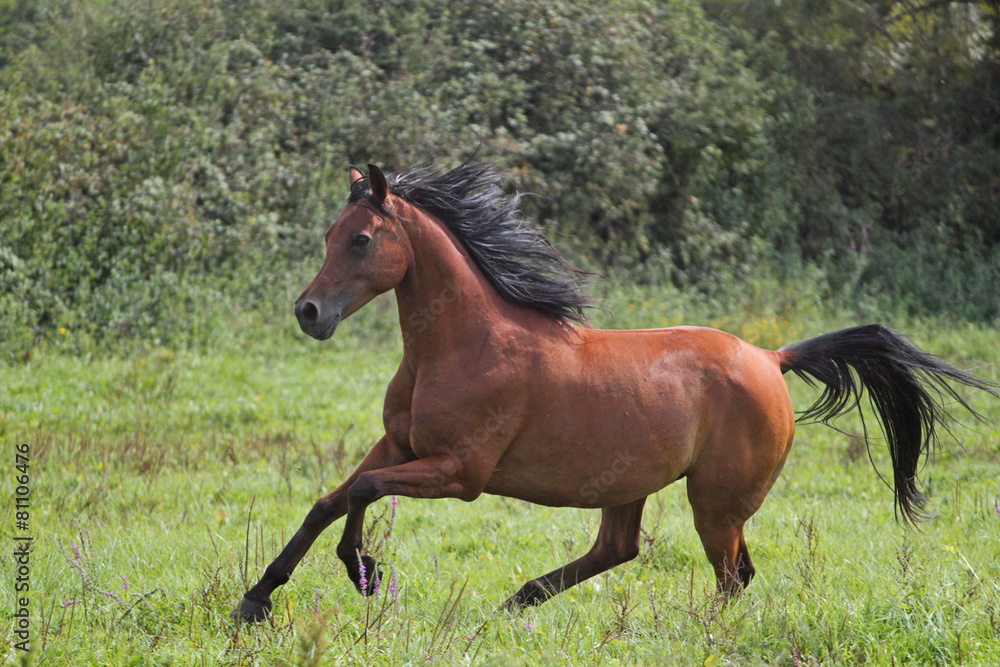 Etalon pur sang arabe, cheval en liberté Etalon pur sang arabe, cheval en liberté