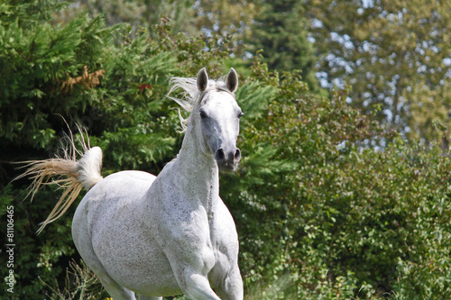 Etalon pur sang arabe, cheval en liberté