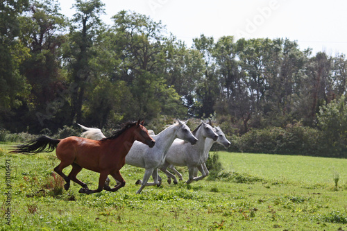 Etalons pur sang arabes, chevaux en liberté © babalola