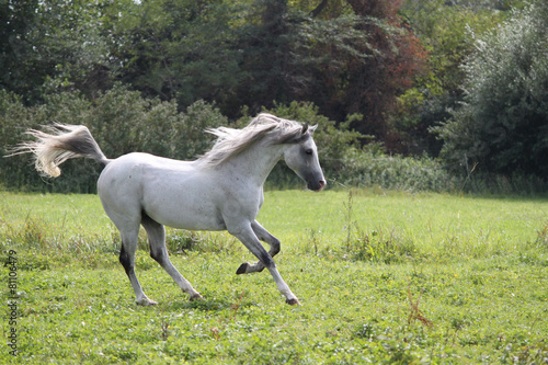 Etalon pur sang arabe, cheval en liberté