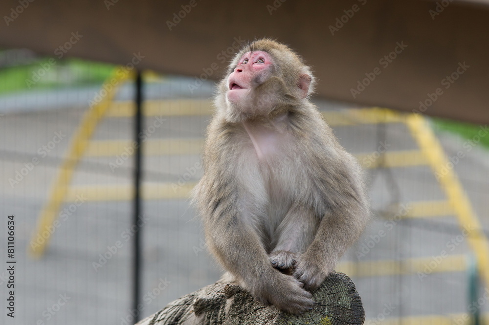 Obraz premium monkey