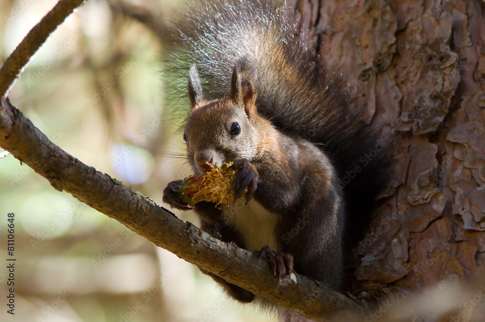 squirrel squirrel