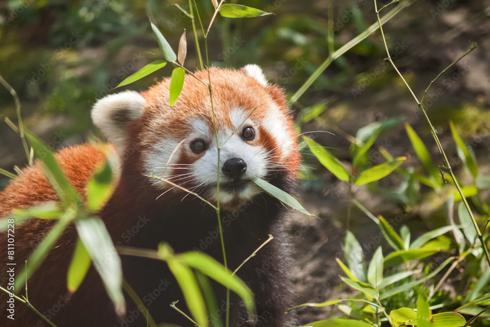 Fototapeta premium Liitle small cute red panda eating bamboo
