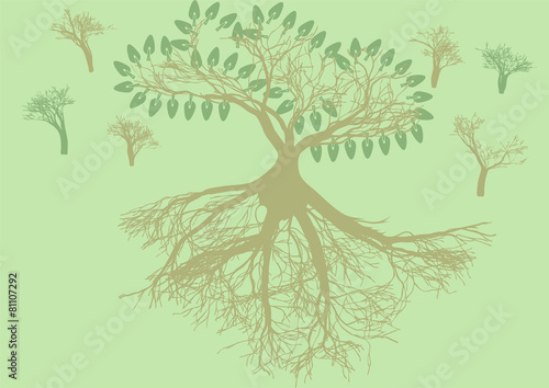 root system