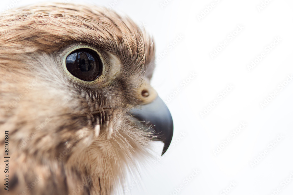 Fototapeta premium Falcon close up