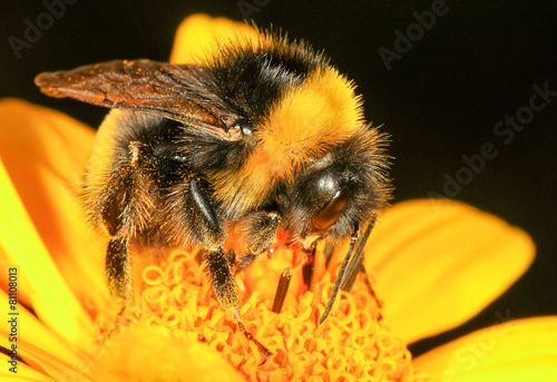 Fotografija The bumblebee is drinking the nectar of the flower of the flower