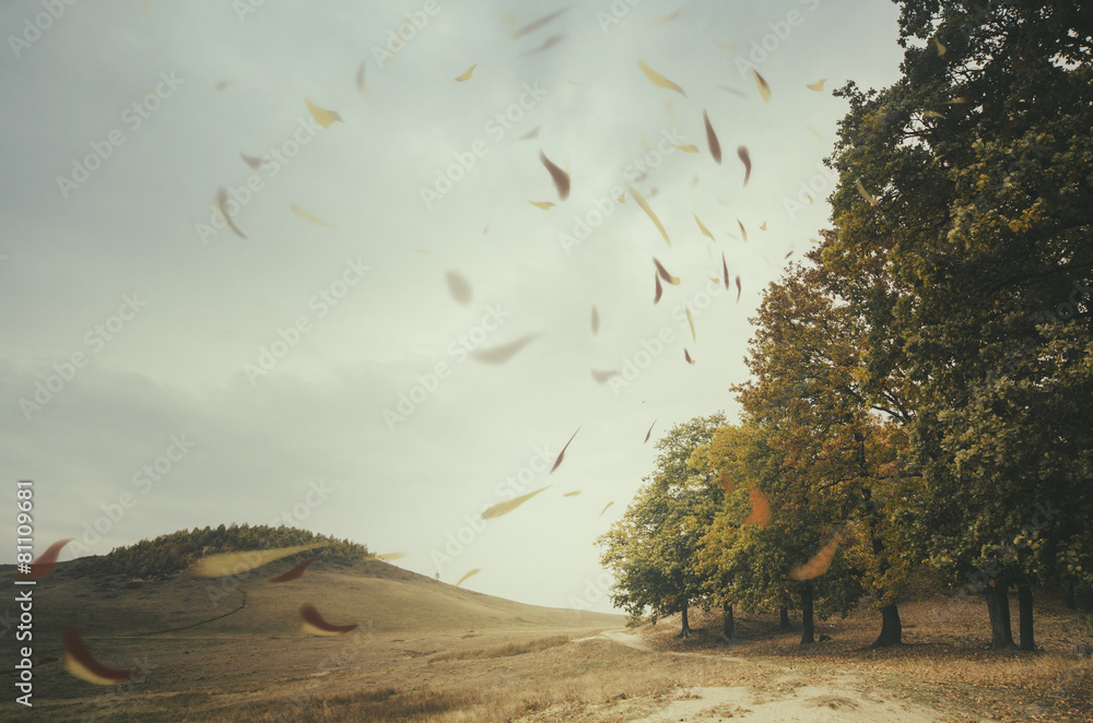 Fototapeta premium skraj lasu z liśćmi porwanymi przez wiatr