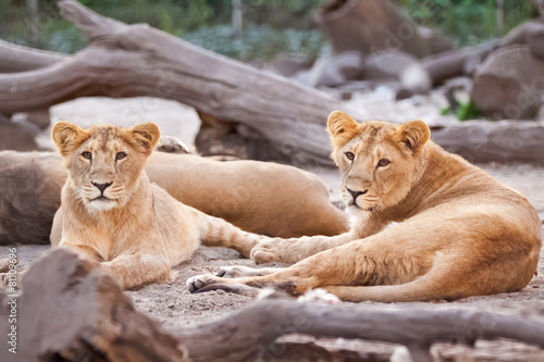 Herd of female lions resting after meal