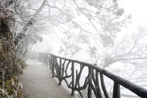 Canvas Print The way under trees with snow