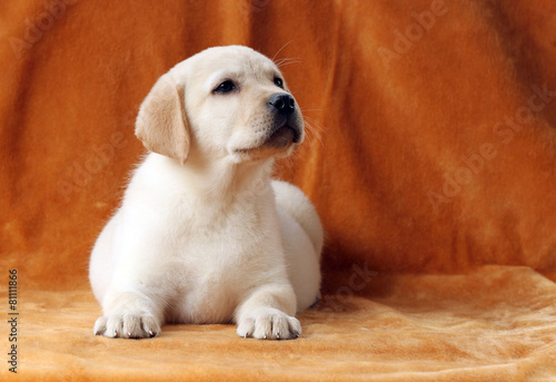 a little yellow labrador puppy on orange background