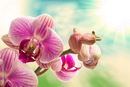 orchid flower © sergio37_120