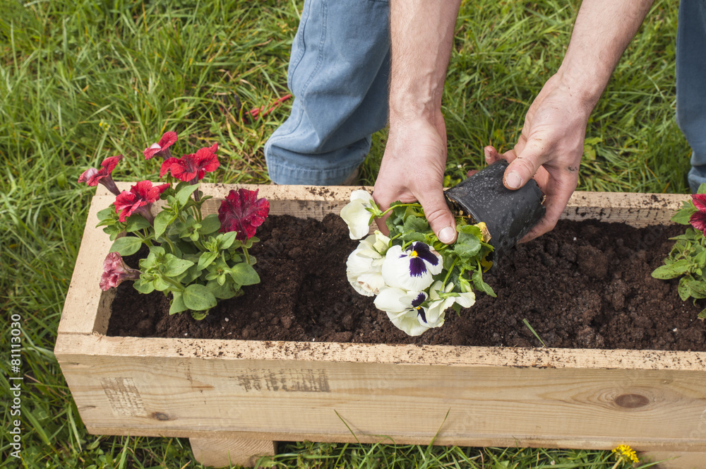 Fototapeta premium Man planting some pansies and surfinias outside in the garden