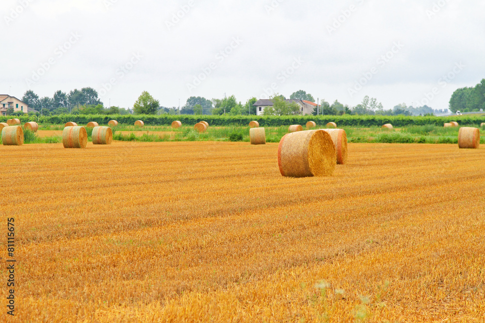 Fototapeta premium Haystack field