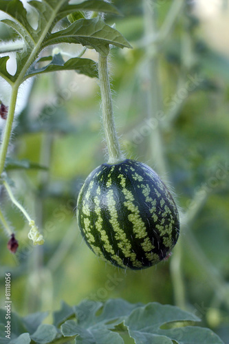Growing small green striped watermelon