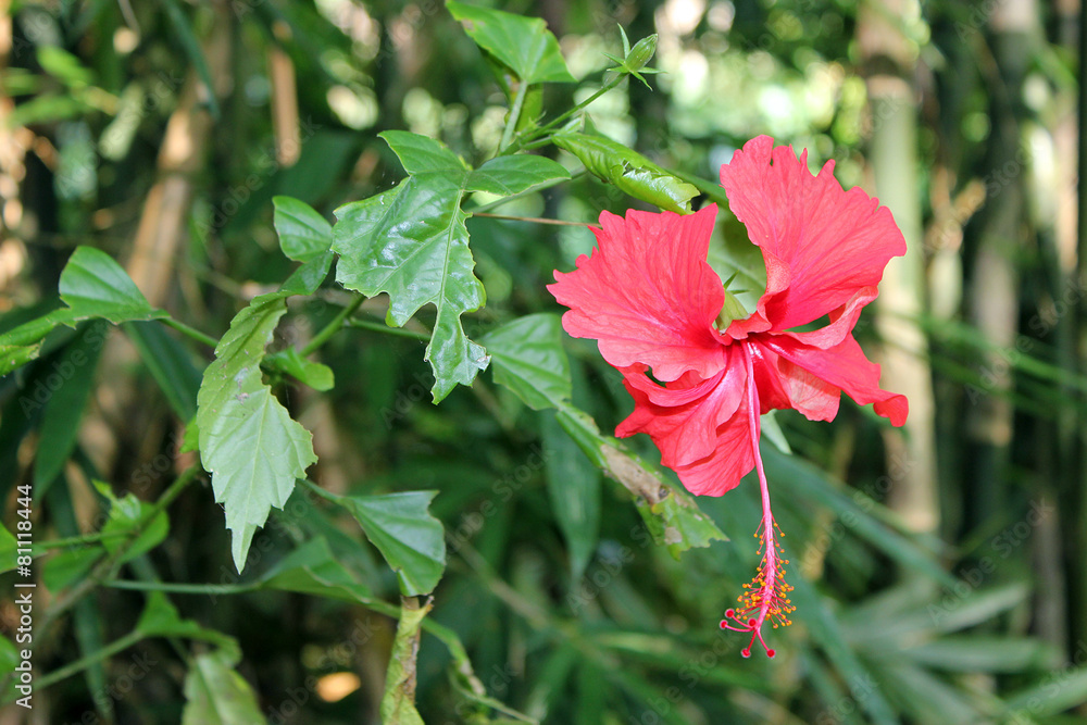 Red hibiscus