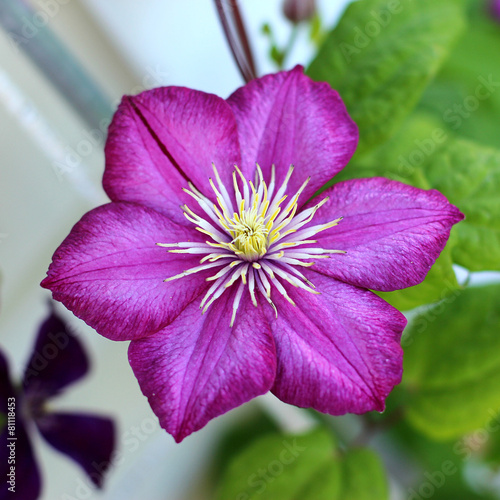 clematis