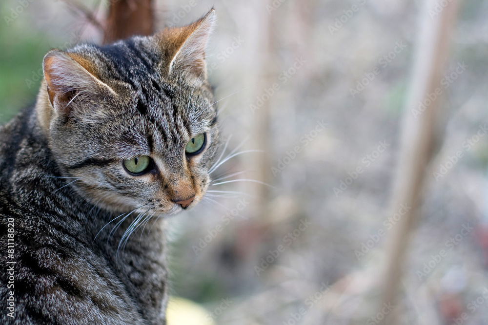 Brown tabby cat, focus on the head. Brown tabby cat, focus on the head.