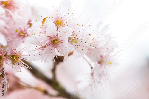 Cherry blossom