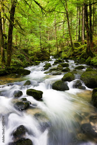 Quellbach im Wald