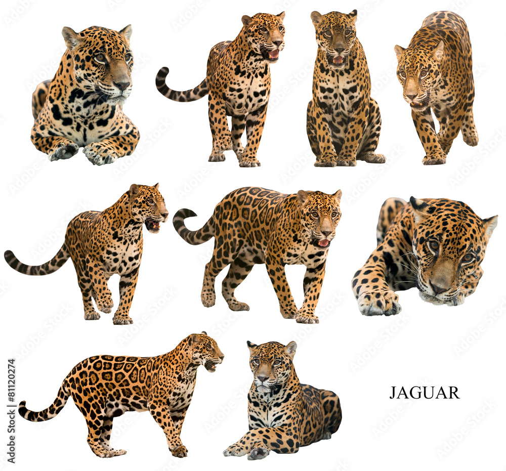 jaguar ( panthera onca ) isolated on white backgrond Stock Photo | Adobe  Stock