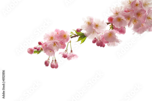Kirschblütenzweige