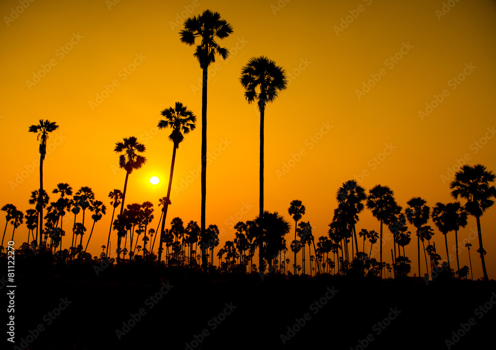 Silhouette sugar palm tree