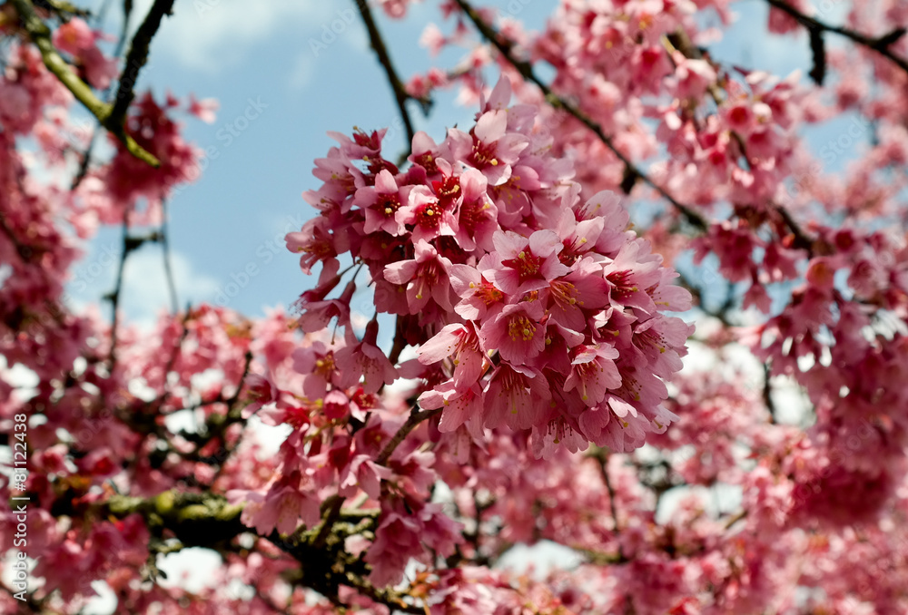 Kirschblüte im Garten. Vergänglichkeit der Natur