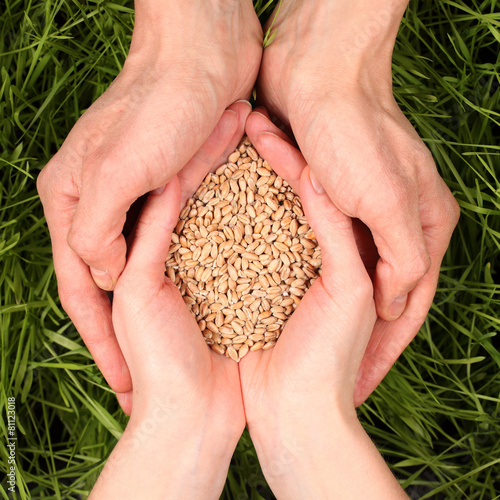 Seeds of wheat in the hands