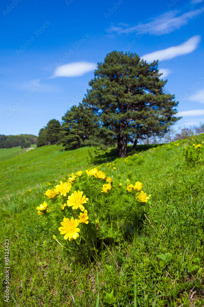 Pheasant's eye beautiful spring yellow flowers on hill Pheasant's eye beautiful spring yellow flowers on hill