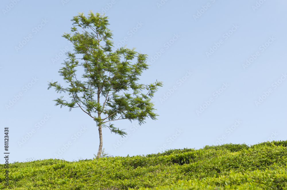 Obraz premium Teeplantage und ein Baum