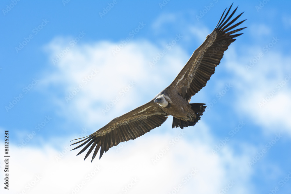 Griffon vulture in Duraton Canyon Natural Park in Segovia, Spain Griffon vulture in Duraton Canyon Natural Park in Segovia, Spain