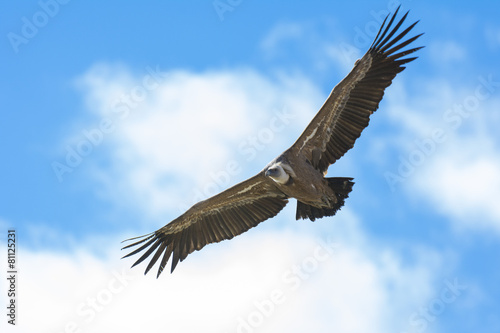 Griffon vulture in Duraton Canyon Natural Park in Segovia  Spain