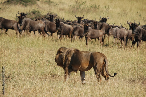 Lion hunts wildebeests at African savannah © PROMA