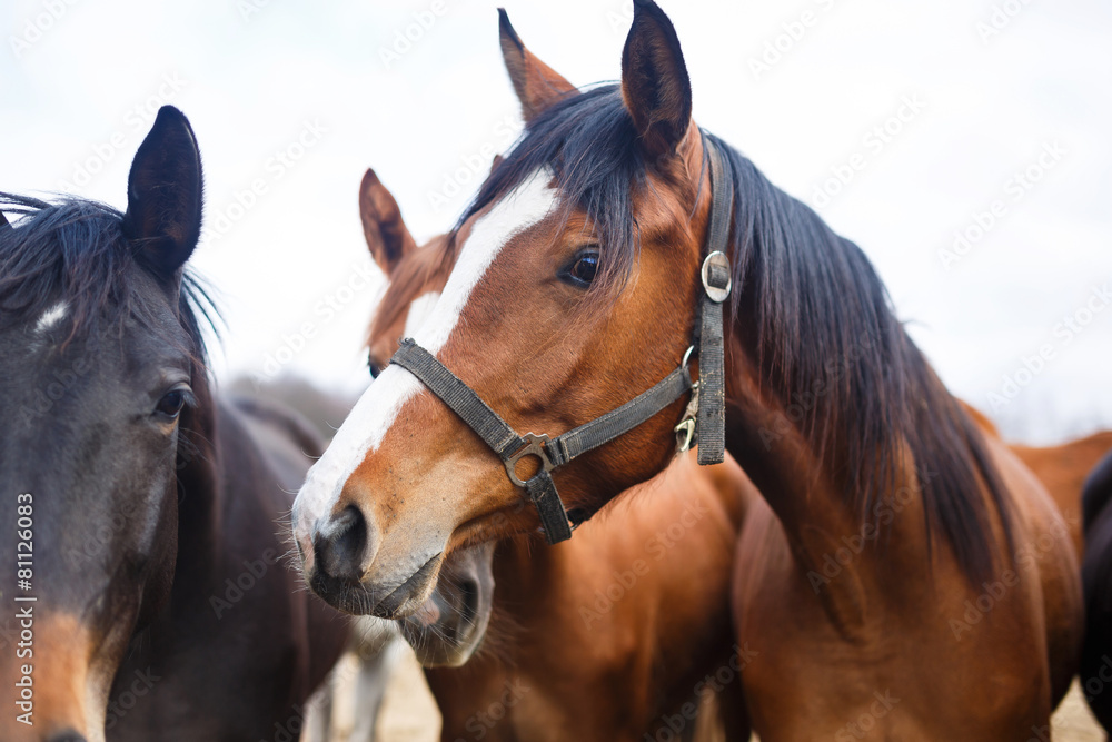 Portrait of horses
