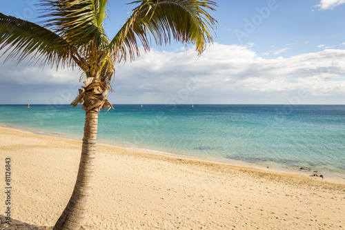 Fototapeta Naklejka Na Ścianę i Meble -  Palm tree on a sand beach in Canary Islands