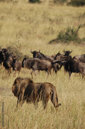 Fototapeta Naklejka Na Ścianę i Meble -  Lion hunts wildebeests at African savannah