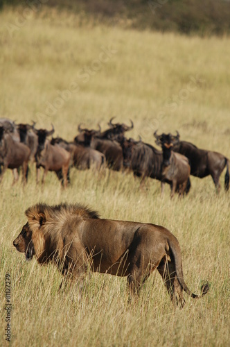 Lion hunts wildebeests at African savannah © PROMA