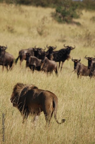 Fototapeta Naklejka Na Ścianę i Meble -  Lion hunts wildebeests at Masai Mara, Kenya